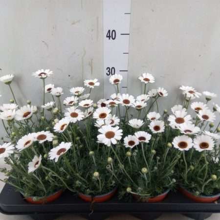 Rhodanthemum- Marokkói Margitvirág (Casablanca)- Fehér 12/30cm