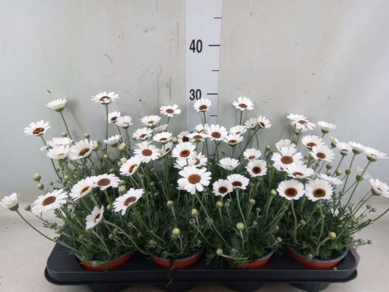 Rhodanthemum- Marokkói Margitvirág (Casablanca)- Fehér 12/30cm
