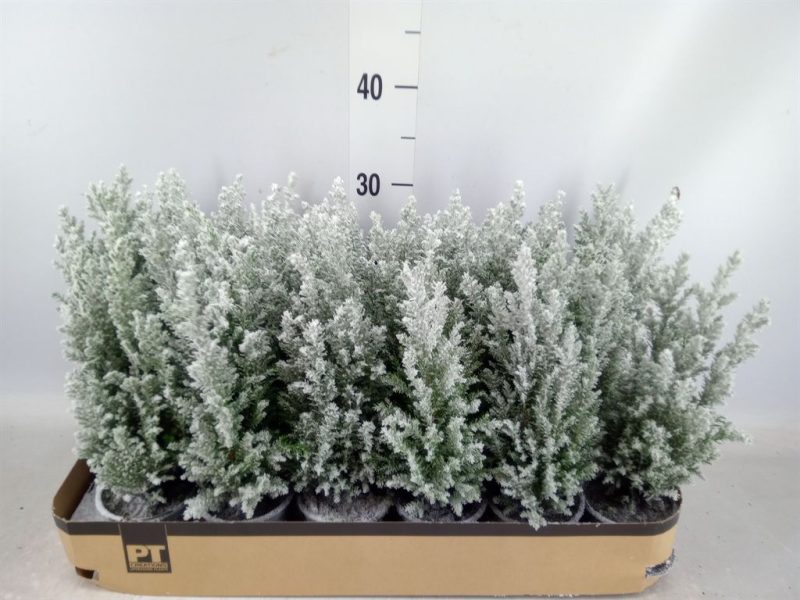 Chamaecyparis Lawsoniana- Oregoni Hamis ciprus (Ellwoodii Snow) 9/35cm