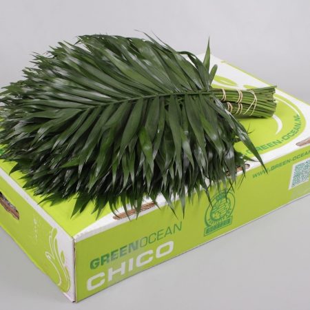 Chico Small Chamaedorea 45 cm