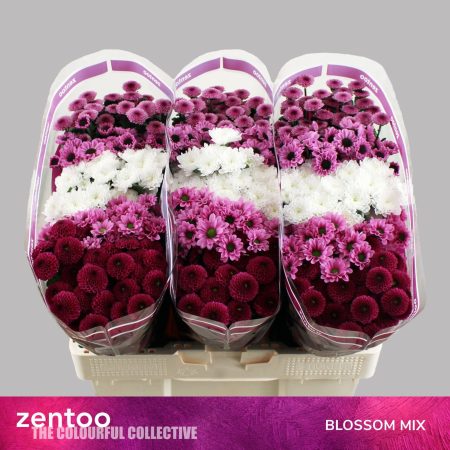Krizantém (Santini Blossom Mix) 55cm