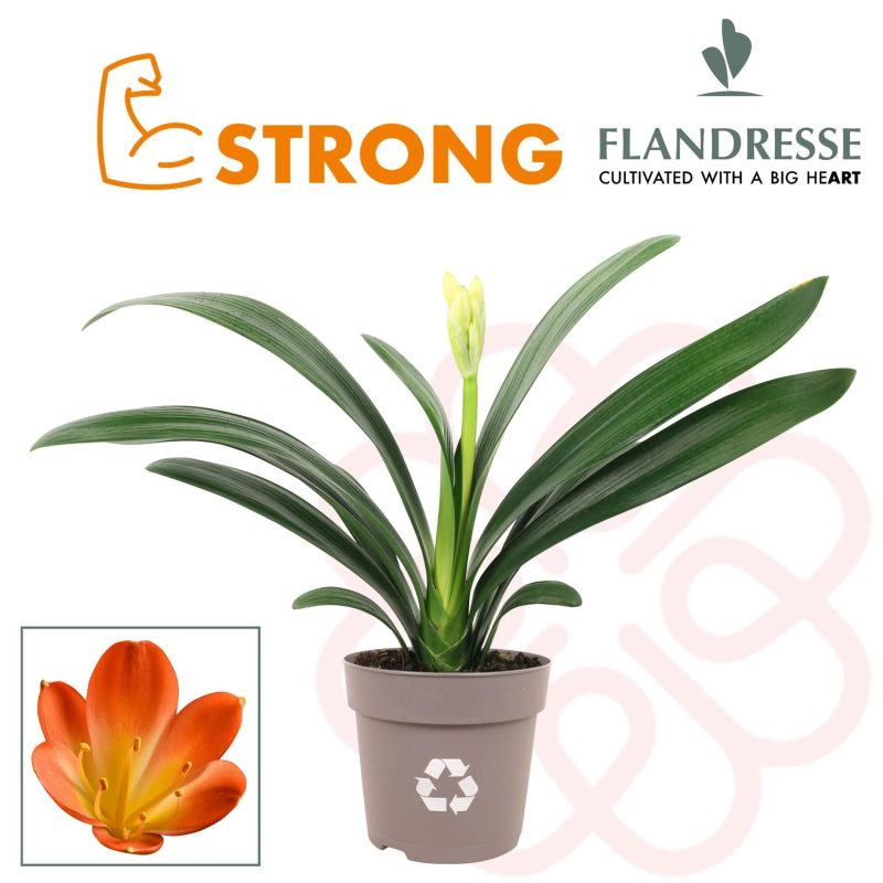 Clivia Miniata- Szobaliliom (Orange Strong) 10,5/30cm