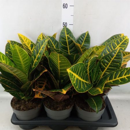Codiaeum Variegatum- Kroton (Petra) 17/50cm