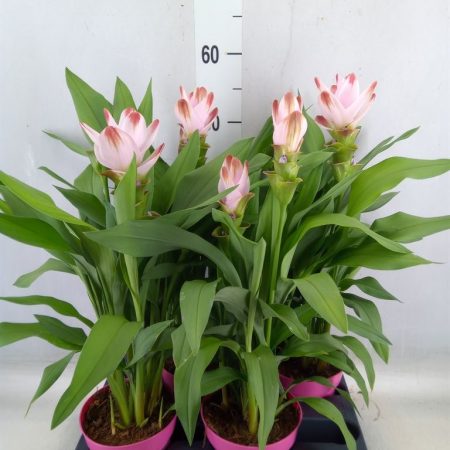 Kurkuma (Al Siam Salsa) 14/55cm