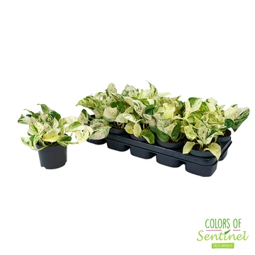 Epipremnum Pinnatum- Szobafutóka (Happy Leaf) 12/20cm