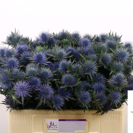 Eryngium (Magnetar Questar) 60cm