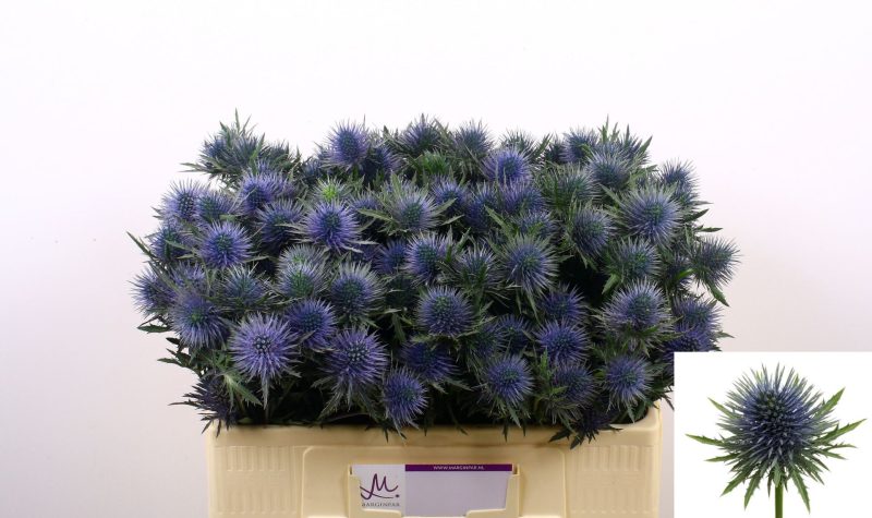 Eryngium (Magnetar Questar) 60cm