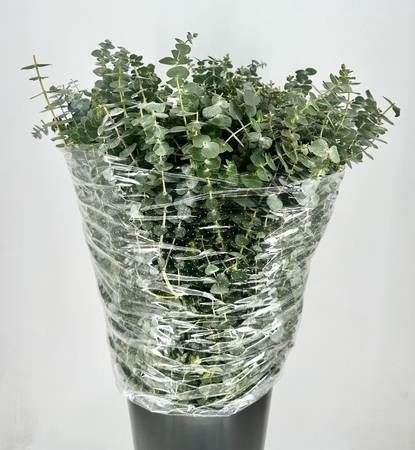 Eucalyptus Baby Blue 70cm/200g
