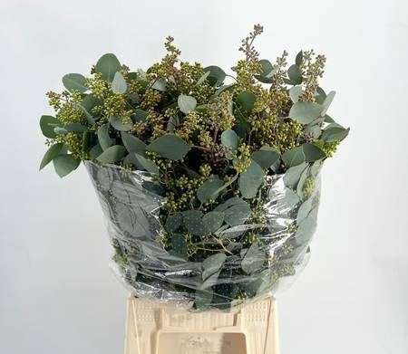 Eucalyptus Teretic 60cm/200g