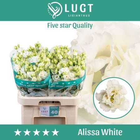 Fehér Lisianthus (Double Alissa White) 70cm