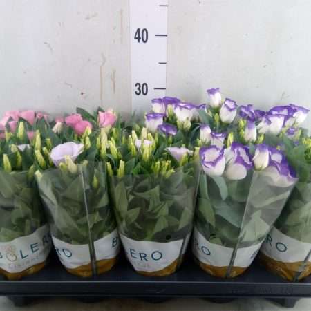 Eustoma- Lisianthus (Bolero Mix) 10,5/28cm