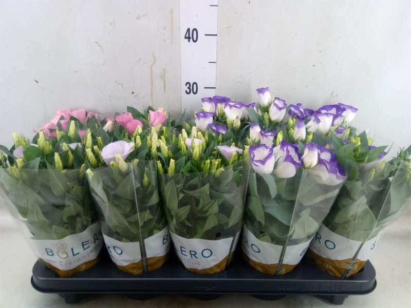 Eustoma- Lisianthus (Bolero Mix) 10,5/28cm