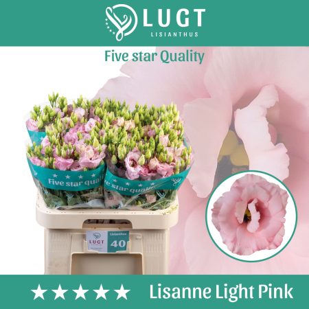 Pasztell Rózsaszín Lisianthus (Double Lisanne Light Pink ) 70cm
