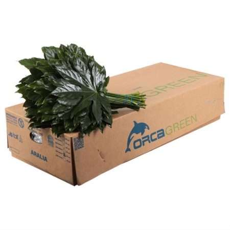 Aralia Medium 45cm