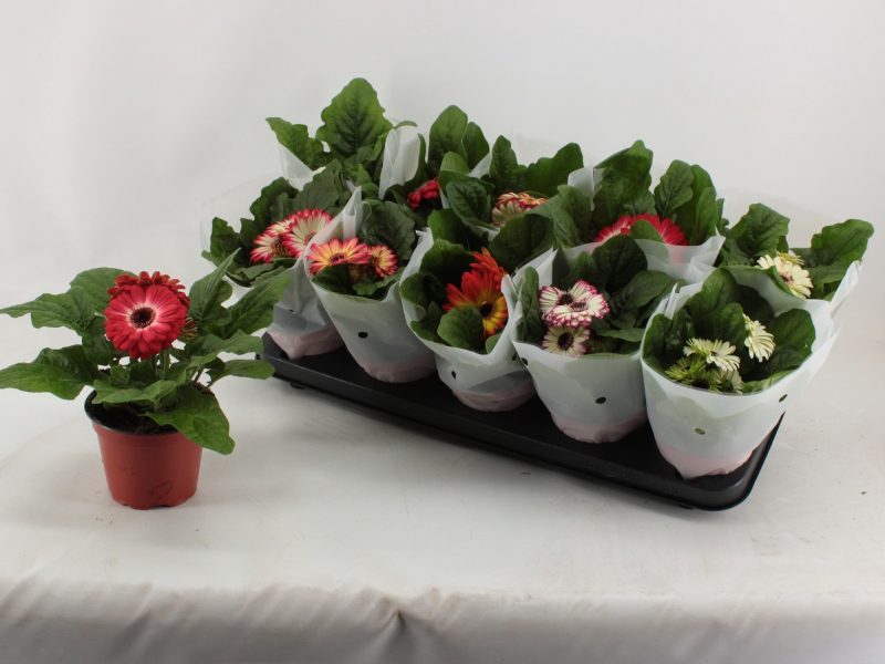 Gerbera (Mix) - 12/20cm