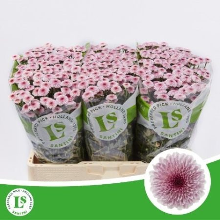 Bicolor Krizantém (Santini Calimero Pink) 55cm