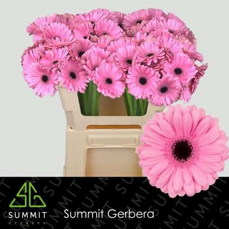 Rózsaszín Gerbera (Mini Talent) 50cm