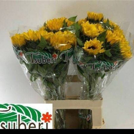 Helianthus- Napraforgó (Orange Fire) 65cm