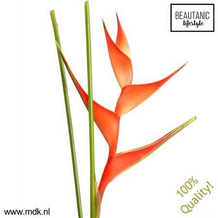 Heliconia- Rákollóvirág (Tropical) 70cm