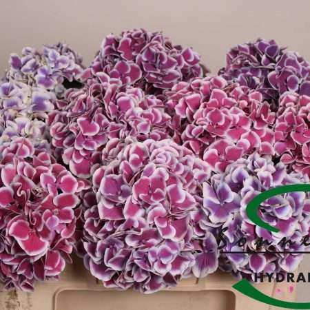 Hydrangea- Hortenzia (Magical Harlequin Blue) 50cm