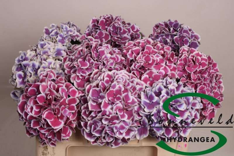 Hydrangea- Hortenzia (Magical Harlequin Blue) 50cm