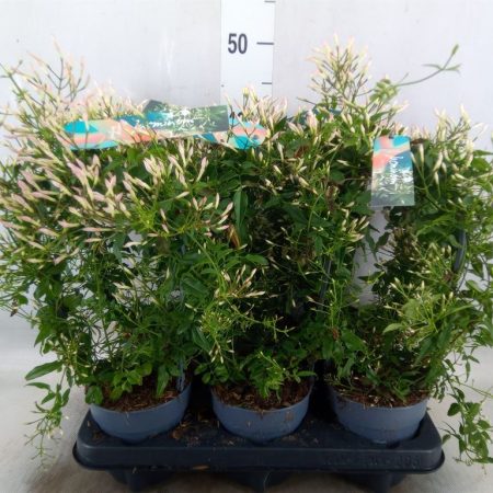 Jasmin Polyanthum- Sokvirágú Jázmin 12/40cm