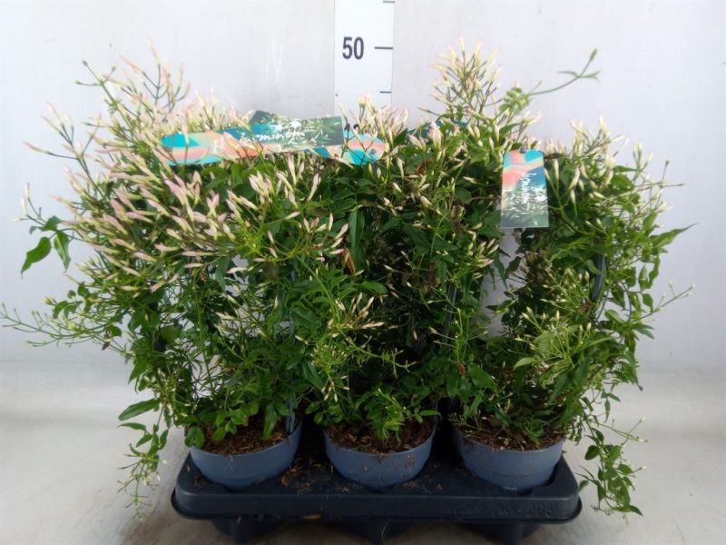 Jasmin Polyanthum- Sokvirágú Jázmin 12/40cm