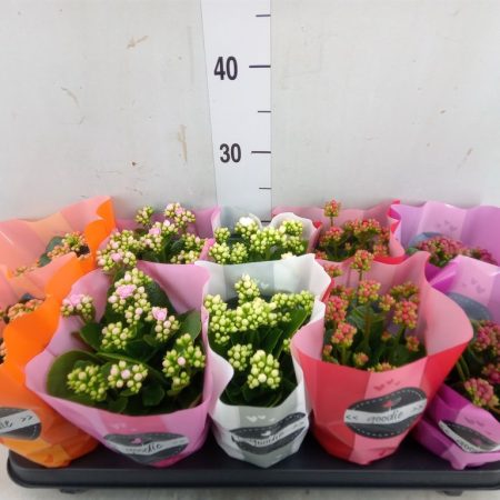 Kalanchoe- Korallvirág (4 Colour Mix) 10,5/25cm