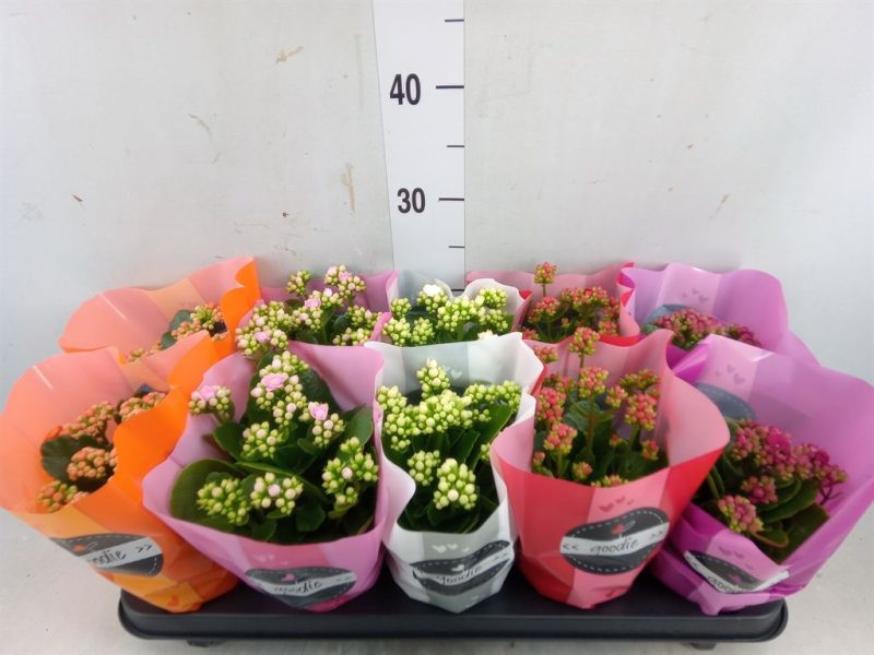Kalanchoe- Korallvirág (4 Colour Mix) 10,5/25cm