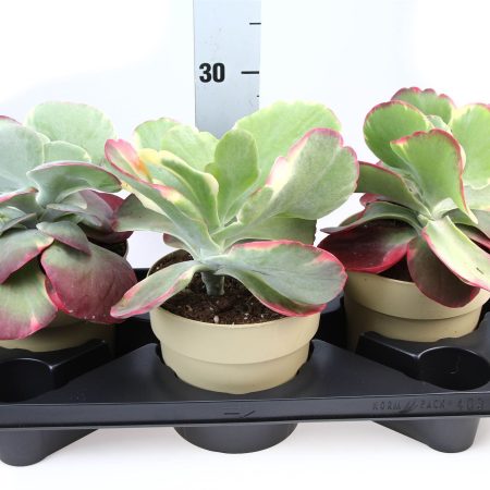 Kalanchoe- Korallvirág (Thyrsiflora Red Lips) 17/25cm