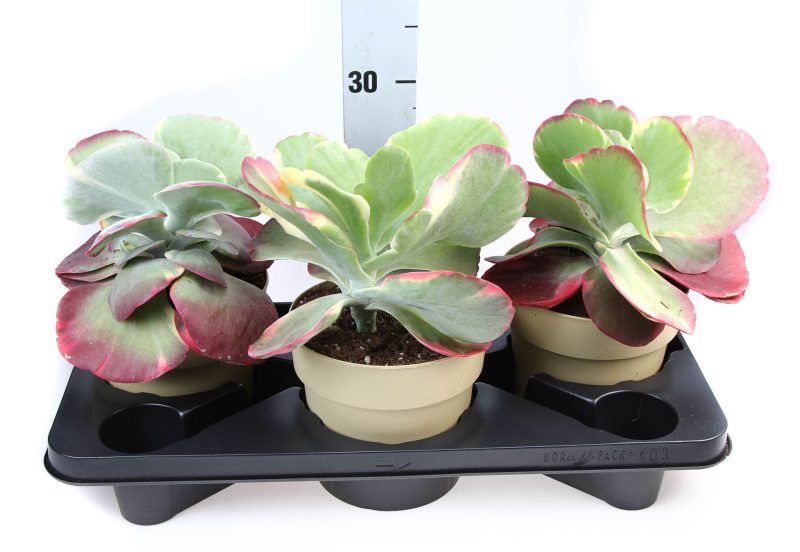 Kalanchoe- Korallvirág (Thyrsiflora Red Lips) 17/25cm