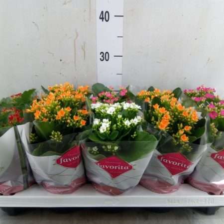 Kalanchoe- Korallvirág (5 Colour Single Flower Mix) 10,5/22cm