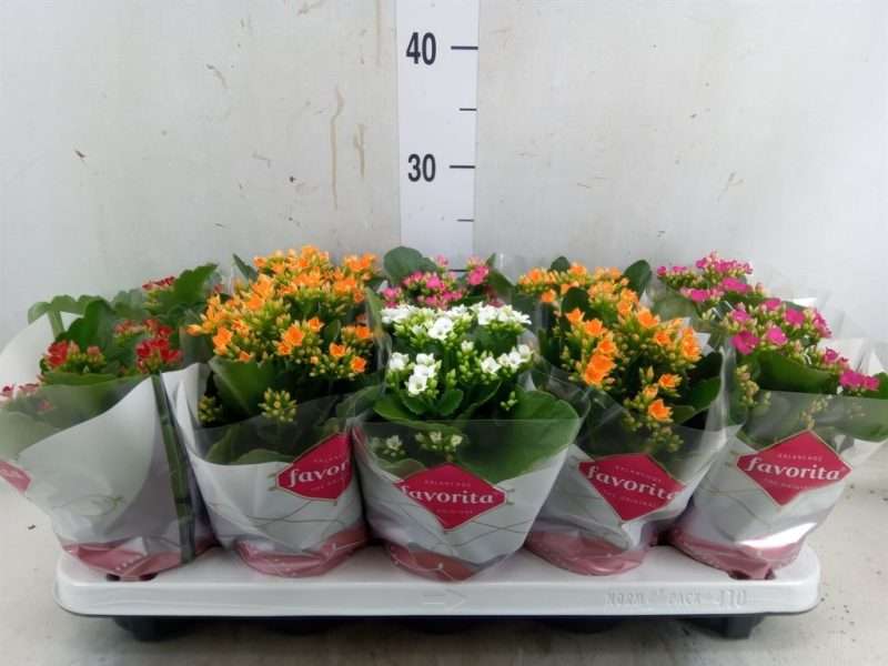 Kalanchoe- Korallvirág (5 Colour Single Flower Mix) 10,5/22cm