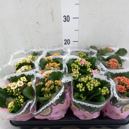 Kalanchoe- Korallvirág (Mix) 9/19cm