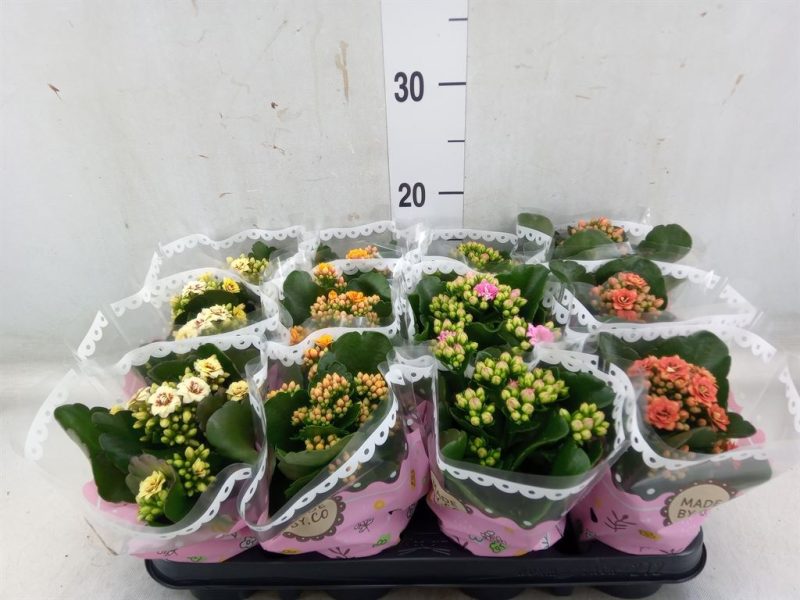 Kalanchoe- Korallvirág (Mix) 9/19cm