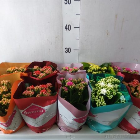 Kalanchoe- Korallvirág (Perfecta Mix) 10,5/22cm