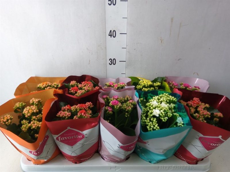 Kalanchoe- Korallvirág (Perfecta Mix) 10,5/22cm