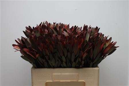 Leucadendron (Safari Sunset) 50cm