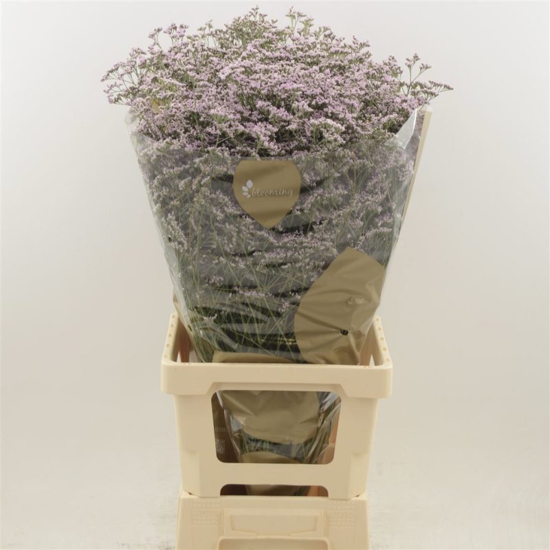 Limonium- Sóvirág (Safora Oshi Pink) 70cm - Image 2