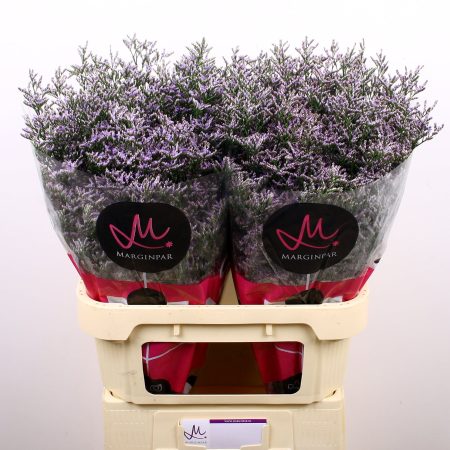 Lila Limonium (Skylight) 60cm