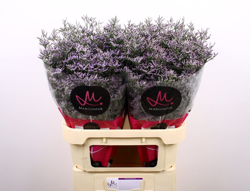Lila Limonium (Skylight) 60cm