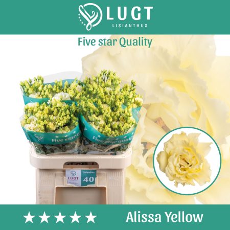 Krém Lisianthus (Double Alissa Yellow) 70cm