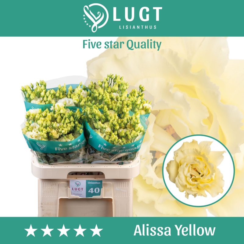 Krém Lisianthus (Double Alissa Yellow) 70cm