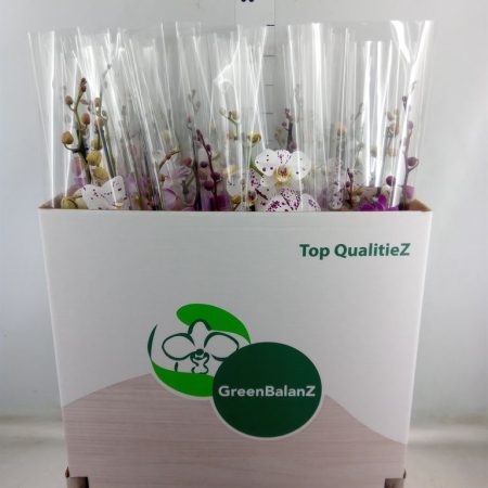 Phalaenopsis- Orchidea (Mix/ 2 ágú) 12/75cm
