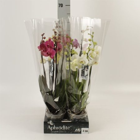 Phalaenopsis- Orchidea (Mix- 2 ágú) 12/55 cm