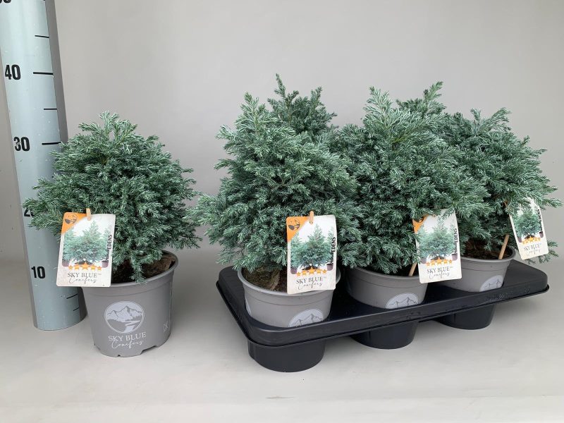 Chamaecyparis Pisifera- Kék szavára/ Hamis ciprus (Sky Blue) 15/30-40cm