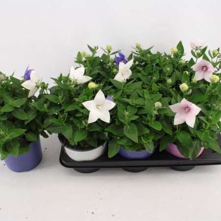 Platycodon Grandiflorus- Léggömvirág (Mix)-17/30cm