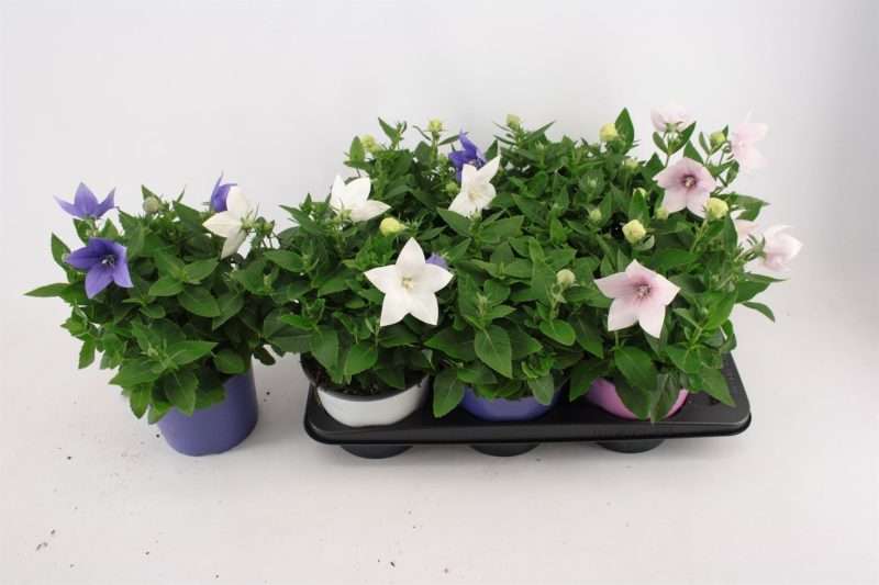 Platycodon Grandiflorus- Léggömvirág (Mix)-17/30cm