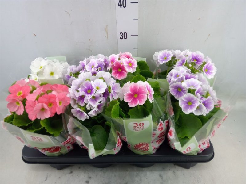 Primula obconica- Szobai kankalin (Touch Me Mix) 12/28 cm