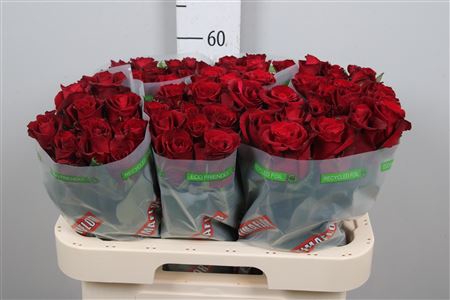 Vörös Rózsa (Ever Red) 60cm